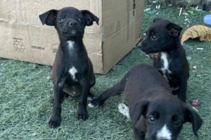 A Secretaria Municipal de Proteção e Defesa dos Animais recebeu, somente nestes primeiros meses do ano, cerca de 406 animais vítimas de abandono e maus-tratos. Segundo o secretário Luiz Ramos Filho, os números expressam uma situação crítica, e representam que as pessoas estão se desfazendo de seus animais "como se fossem coisas".