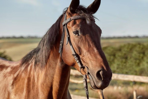 O projeto de lei que considera a criação de cavalos das raças campolina e mangalarga marchador como atividade de relevante interesse social e econômico para o Estado do Rio, foi aprovado em segunda discussão na Assembleia Legislativa (Alerj) nesta terça-feira (29).