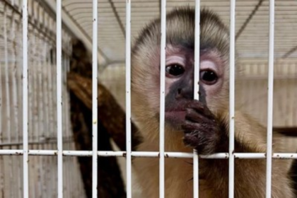 O Ministério Público Federal (MPF) pediu providências urgentes para a melhoria das condições do Centro de Triagem de Animais Silvestres (Cetas), mantido pelo Instituto Brasileiro do Meio Ambiente e dos Recursos Naturais Renováveis (Ibama) em Seropédica, na Baixada Fluminense. A medida também orienta a suspensão temporária do recebimento de novos animais até a regularização da situação da unidade.