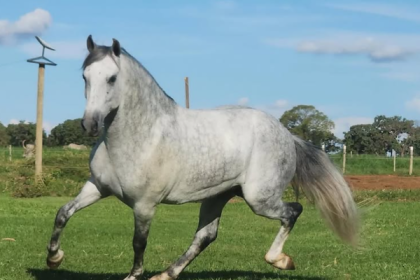 Para a Secretaria de Turismo do Estado do Rio, o cavalo Mangalarga Machador é um assunto da maior importância. Para tanto, o Circuito de exposição especializada na raça contará com o patrocínio de R$ 2 milhões. A verba concedida pelo estado foi publicada no Diário Oficial do último dia 31 de março.