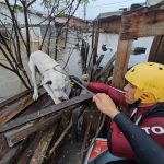 Mais de 5 mil animais em situação de risco foram resgatados em 2025