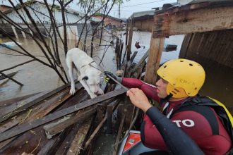 Mais de 5 mil animais em situação de risco foram resgatados em 2025