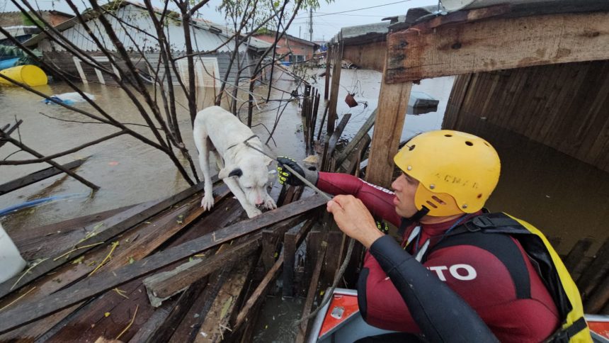 Mais de 5 mil animais em situação de risco foram resgatados em 2025