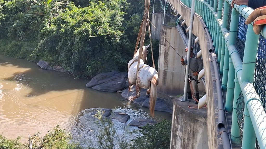 Mais de 5 mil animais em situação de risco foram resgatados em 2025 62 3752bab1 5710 4e4e 95c5 158e0c4825fd