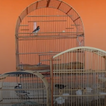 Polícia prende maior traficante de animais silvestres do Rio; 167 aves são resgatadas