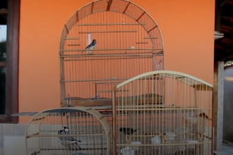 Polícia prende maior traficante de animais silvestres do Rio; 167 aves são resgatadas