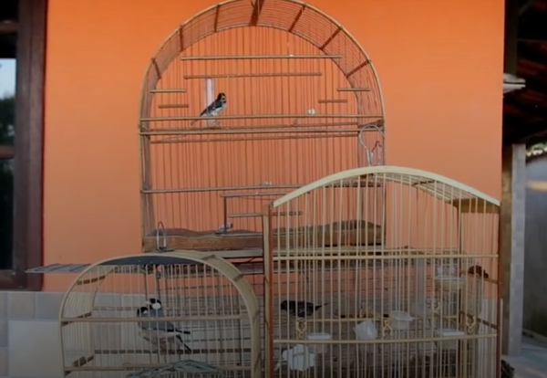 Polícia prende maior traficante de animais silvestres do Rio; 167 aves são resgatadas