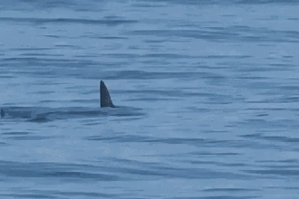 Tubarão é avistado no mar da Barra da Tijuca; veja o vídeo