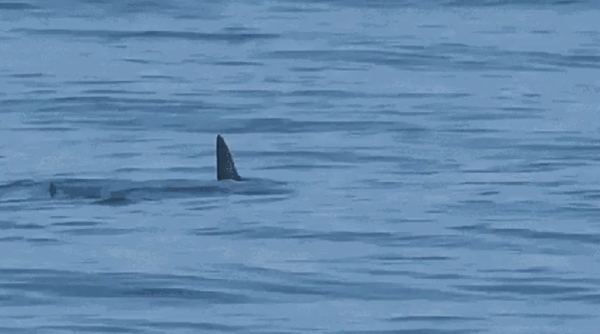 Tubarão é avistado no mar da Barra da Tijuca; veja o vídeo