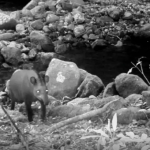 Rio instala 480 câmeras para monitorar espécies em extinção