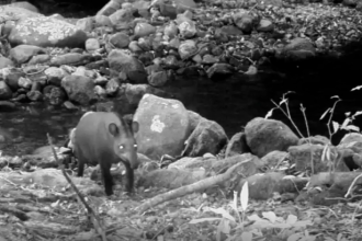 Rio instala 480 câmeras para monitorar espécies em extinção