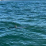 Mais um: Tubarão Mako é avistado na praia da Barra; é o 2º em 3 dias