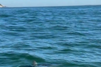 Mais um: Tubarão Mako é avistado na praia da Barra; é o 2º em 3 dias