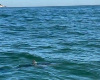 Mais um: Tubarão Mako é avistado na praia da Barra; é o 2º em 3 dias