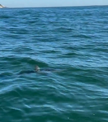 Mais um: Tubarão Mako é avistado na praia da Barra; é o 2º em 3 dias