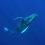 Viagem pela costa: período de migração de animais marinhos já começou