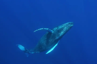 Viagem pela costa: período de migração de animais marinhos já começou