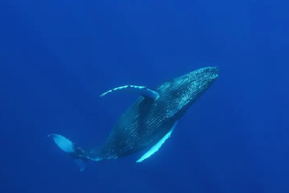 Viagem pela costa: período de migração de animais marinhos já começou
