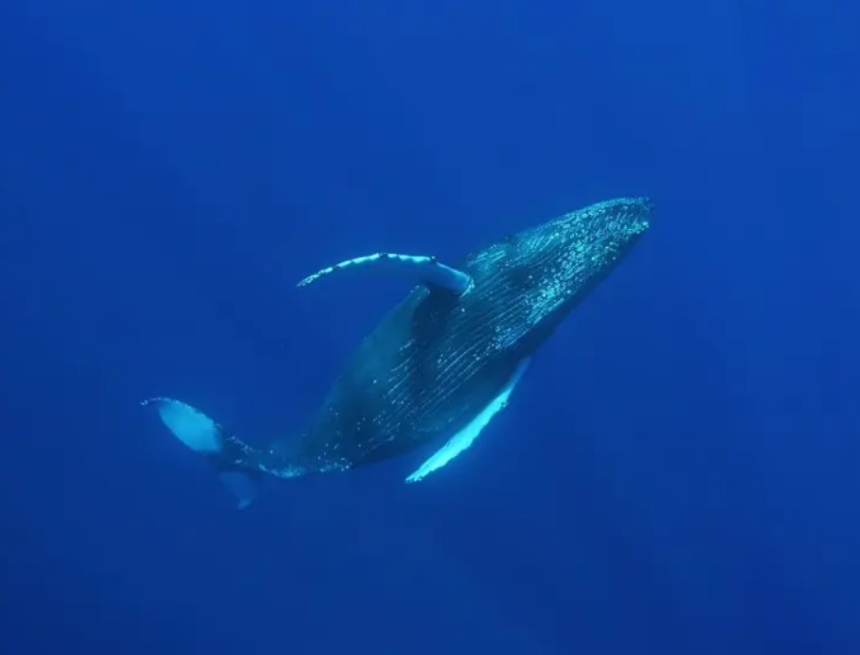 Viagem pela costa: período de migração de animais marinhos já começou