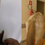 Cavalos são vistos dentro de hospital na Região Serrana; vídeo