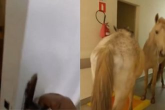 Cavalos são vistos dentro de hospital na Região Serrana; vídeo