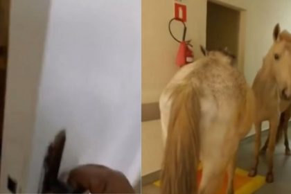 Cavalos são vistos dentro de hospital na Região Serrana; vídeo