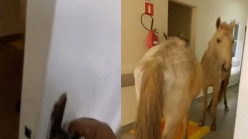 Cavalos são vistos dentro de hospital na Região Serrana; vídeo