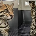 Jaguatirica é resgatada com mais de 20 balas pelo corpo