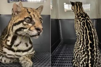 Jaguatirica é resgatada com mais de 20 balas pelo corpo