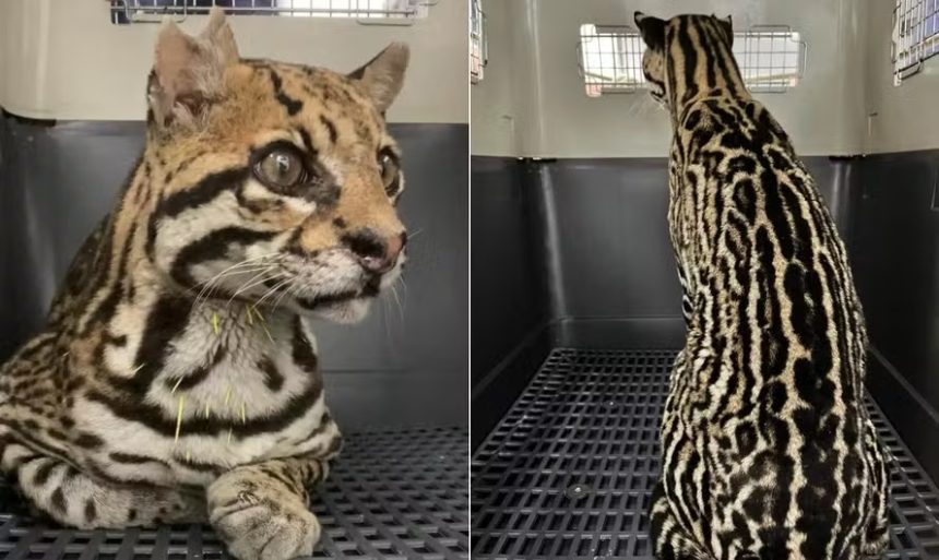 Jaguatirica é resgatada com mais de 20 balas pelo corpo
