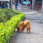 Um filhotinho da raça Chow Chow fez a alegria dos funcionários da Prefeitura do Rio na tarde desta quarta-feira (14). O animalzinho circulou pelos jardins do Centro Administrativo São Sebastião, na Cidade Nova, e por ande passava recebia afagos.