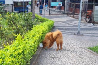 Um filhotinho da raça Chow Chow fez a alegria dos funcionários da Prefeitura do Rio na tarde desta quarta-feira (14). O animalzinho circulou pelos jardins do Centro Administrativo São Sebastião, na Cidade Nova, e por ande passava recebia afagos.