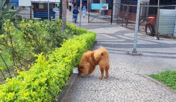 Um filhotinho da raça Chow Chow fez a alegria dos funcionários da Prefeitura do Rio na tarde desta quarta-feira (14). O animalzinho circulou pelos jardins do Centro Administrativo São Sebastião, na Cidade Nova, e por ande passava recebia afagos.