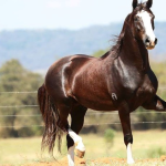 Para a Secretaria estadual de Turismo, vale tudo quando o assunto é o cavalo mangalarga marchador. A nova "força" que os criadores da raça ganharam do estado, foi um patrocínio de R$ 1,5 milhão para o evento “40ª Expo Estadual do Rio de Janeiro do Cavalo Mangalarga Marchador”, realizado entre os dias 28 de abril e 3 de maio de 2025, no Clube Marapendi, na Barra da Tijuca.