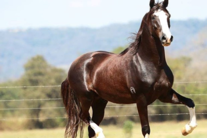 Para a Secretaria estadual de Turismo, vale tudo quando o assunto é o cavalo mangalarga marchador. A nova "força" que os criadores da raça ganharam do estado, foi um patrocínio de R$ 1,5 milhão para o evento “40ª Expo Estadual do Rio de Janeiro do Cavalo Mangalarga Marchador”, realizado entre os dias 28 de abril e 3 de maio de 2025, no Clube Marapendi, na Barra da Tijuca.
