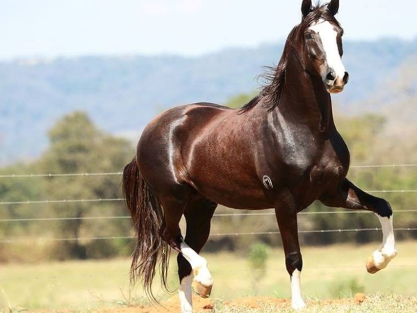 Para a Secretaria estadual de Turismo, vale tudo quando o assunto é o cavalo mangalarga marchador. A nova "força" que os criadores da raça ganharam do estado, foi um patrocínio de R$ 1,5 milhão para o evento “40ª Expo Estadual do Rio de Janeiro do Cavalo Mangalarga Marchador”, realizado entre os dias 28 de abril e 3 de maio de 2025, no Clube Marapendi, na Barra da Tijuca.