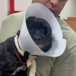 Em fiscalização realizada na sexta-feira (16), o vereador Fernando Armelau (PL) constatou a ausência de médicos e falta de atendimento no Hospital Municipal Veterinário Jorge Vaistman, da Prefeitura do Rio, localizado na Mangueira. Dos cinco consultórios, apenas dois estavam funcionando, não havia especialista para atendimento de consultas agendadas e nem cirurgião.