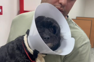 Em fiscalização realizada na sexta-feira (16), o vereador Fernando Armelau (PL) constatou a ausência de médicos e falta de atendimento no Hospital Municipal Veterinário Jorge Vaistman, da Prefeitura do Rio, localizado na Mangueira. Dos cinco consultórios, apenas dois estavam funcionando, não havia especialista para atendimento de consultas agendadas e nem cirurgião.