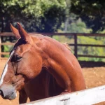 Agora é oficial: criação de cavalos campolina e mangalarga se torna atividade relevante no Rio