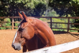 Agora é oficial: criação de cavalos campolina e mangalarga se torna atividade relevante no Rio