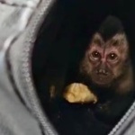 Um casal foi preso na sexta-feira (16) após capturar um filhote de macaco-prego no Parque Nacional da Tijuca. O animal foi capturado com o auxílio de uma armadilha artesanal. Segundo as investigações, ele seria traficado pelas redes sociais e feiras clandestinas do Rio e Região Metropolitana.