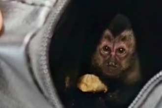 Um casal foi preso na sexta-feira (16) após capturar um filhote de macaco-prego no Parque Nacional da Tijuca. O animal foi capturado com o auxílio de uma armadilha artesanal. Segundo as investigações, ele seria traficado pelas redes sociais e feiras clandestinas do Rio e Região Metropolitana.
