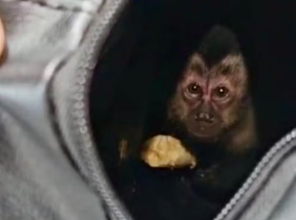 Um casal foi preso na sexta-feira (16) após capturar um filhote de macaco-prego no Parque Nacional da Tijuca. O animal foi capturado com o auxílio de uma armadilha artesanal. Segundo as investigações, ele seria traficado pelas redes sociais e feiras clandestinas do Rio e Região Metropolitana.