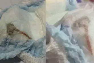 Mãe encontra rato morto dentro da fralda do bebê; veja o vídeo