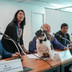 Código de Direito dos Animais vai listar uma série de maus tratos; saiba quais