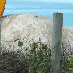 Carcaça de baleia encalhada surge na Praia da Barra