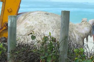 Carcaça de baleia encalhada surge na Praia da Barra
