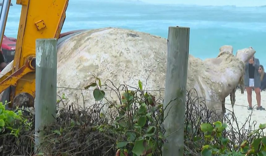 Carcaça de baleia encalhada surge na Praia da Barra