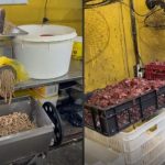 Ratos, baratas e alimentos vencidos: fábrica de salgados é interditada na Zona Norte