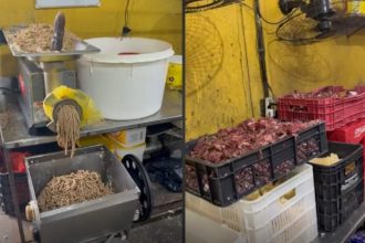 Ratos, baratas e alimentos vencidos: fábrica de salgados é interditada na Zona Norte